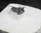 Devil Horned Cyphaspis Trilobite - Great Spines #1518-2